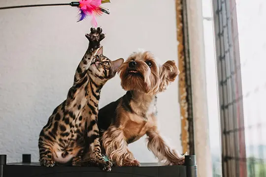 Pet Friendly Apartments in Charlottesville, Virginia