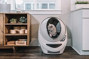 Tips for Living in your Charlottesville Pet-Friendly Apartment