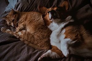 Tips for Living in Your Charlottesville Pet-Friendly Apartment