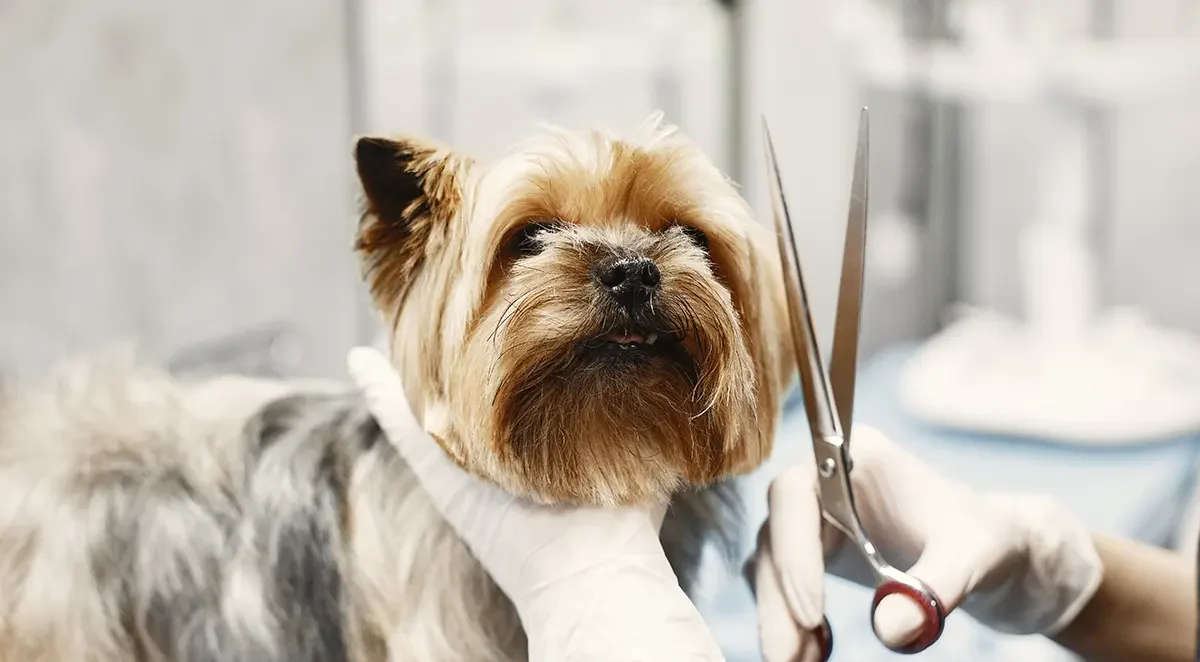The Best Dog Groomers in Charlottesville